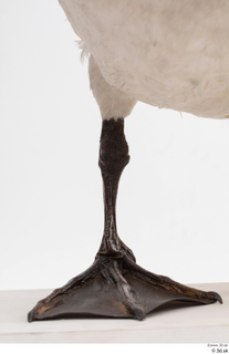Mute swan leg 0001.jpg
